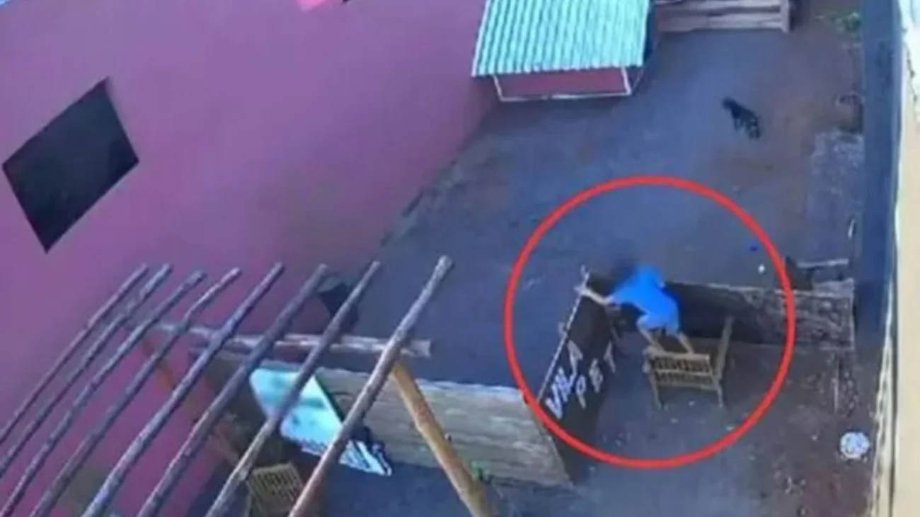 Niño de 9 años entra a granja en Brasil y mata a 23 animales