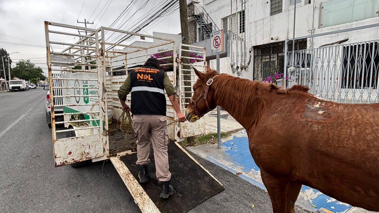 nl_equinos_4add87f104