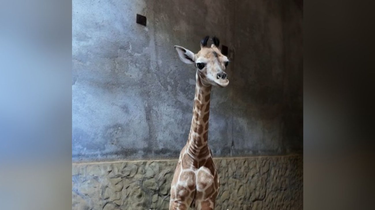 nl_jirafa_5d55f3593d