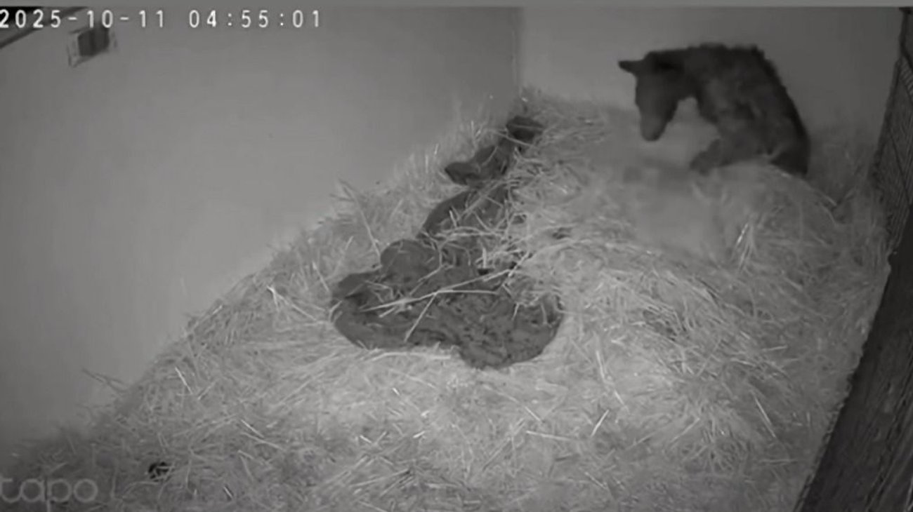 nl_osita_mina_3c6bdcbdf2