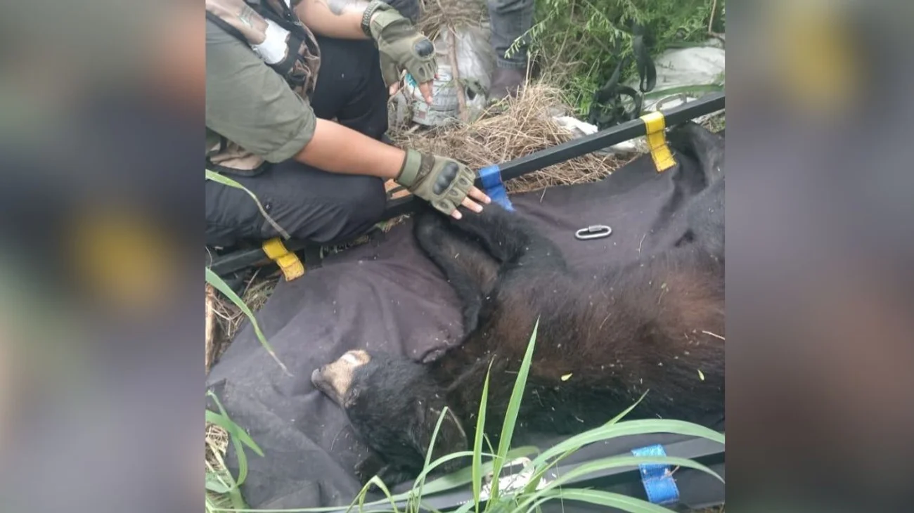 nl_oso_san_pedro_9db381d60a