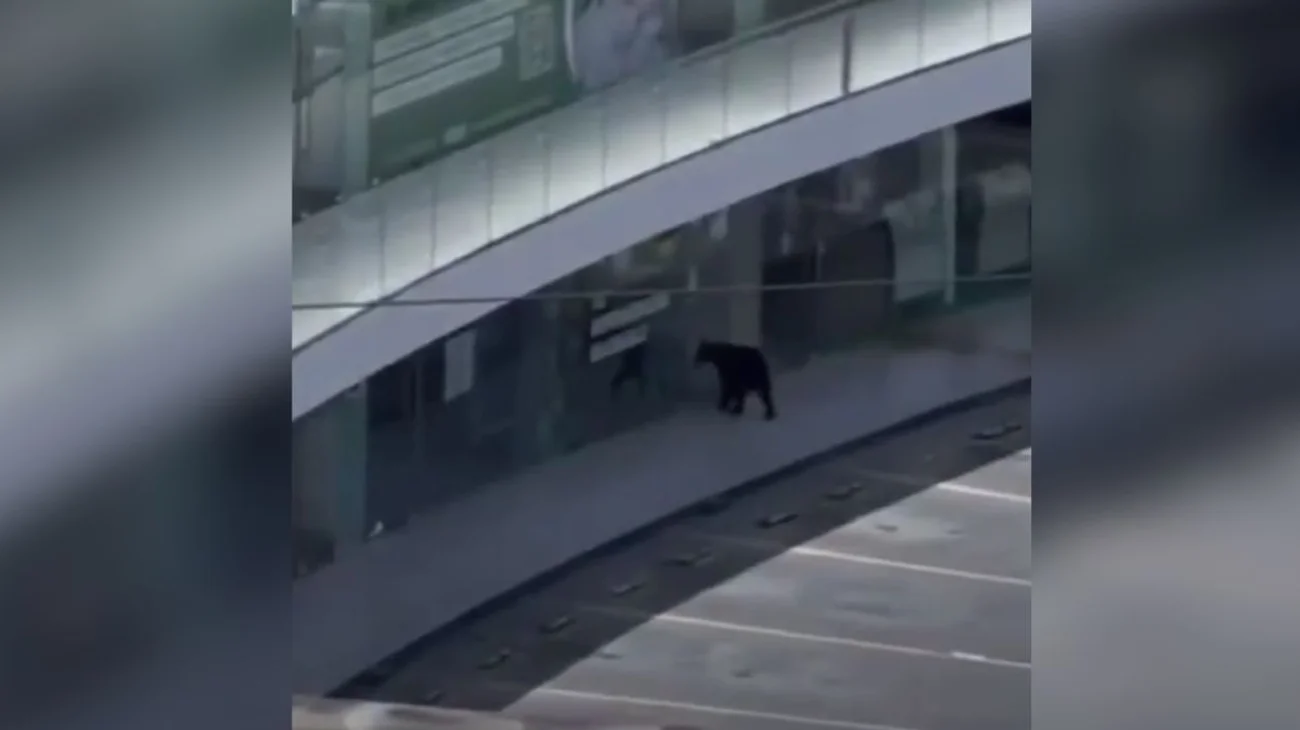 Rescata Guardia Forestal a oso avistado en Plaza Tanarah