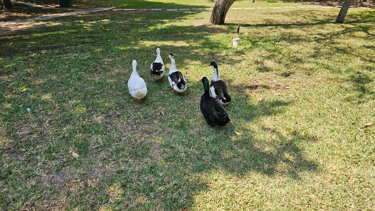Denuncian muerte de patos por atropellos en complejo en San Pedro