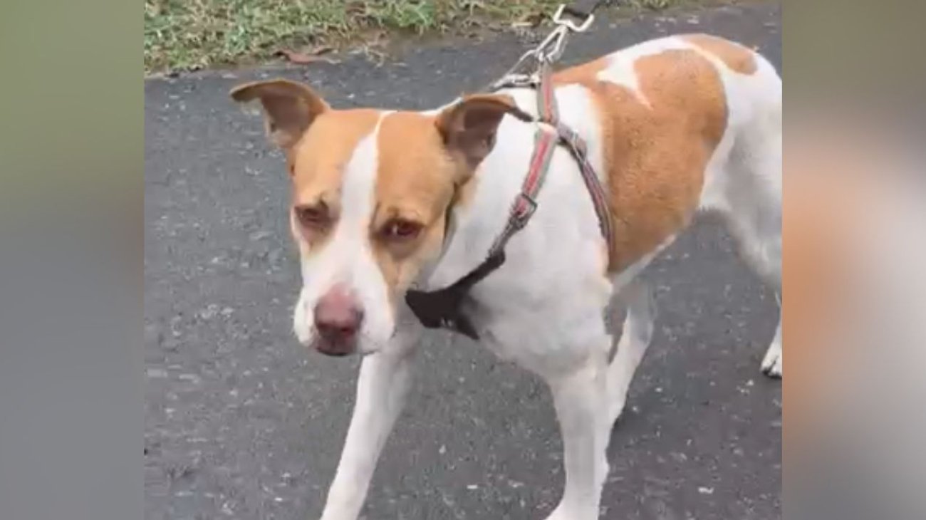 ¡Misión cumplida! Perrito maratonista está en Fundidora