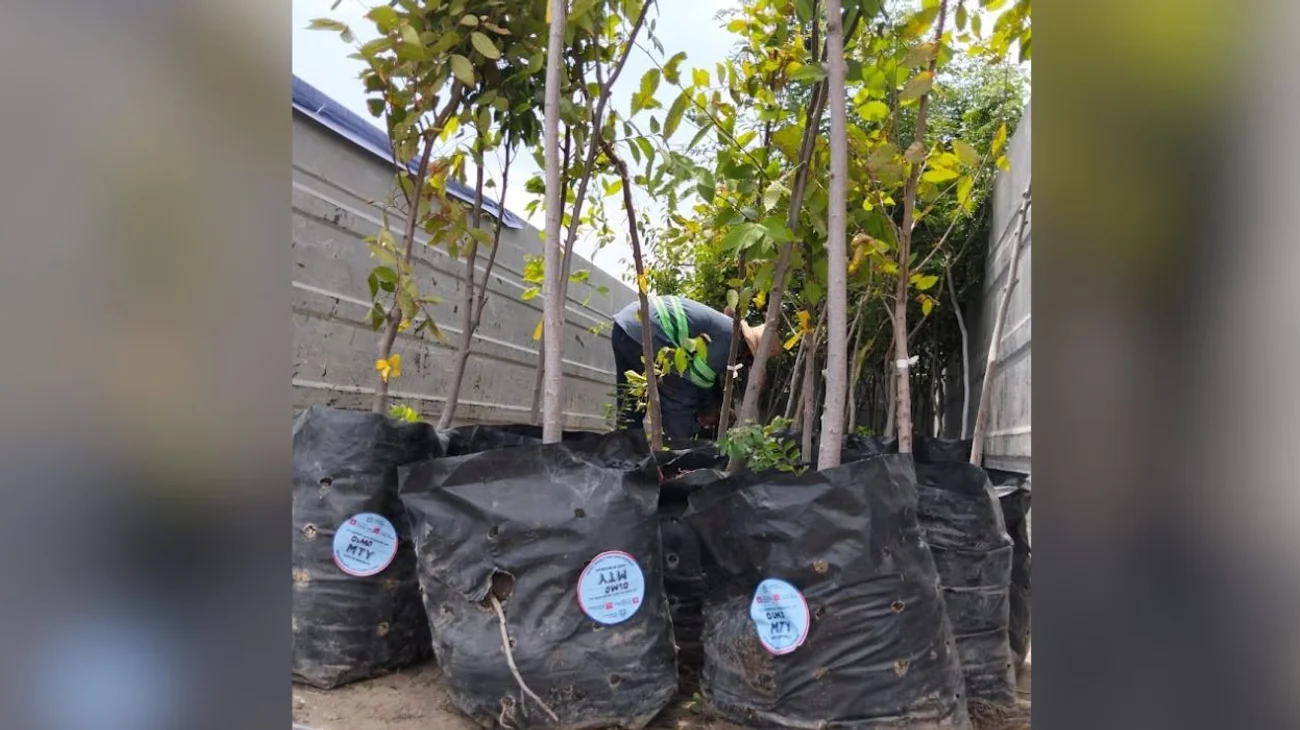 nl_plantaciones_de_arboles_cdb7ad9a24