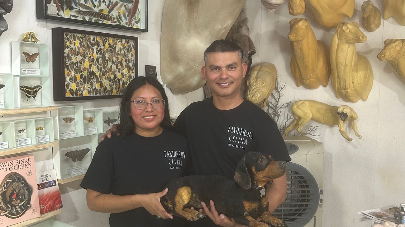 nl_taxidermia_ca13883b68