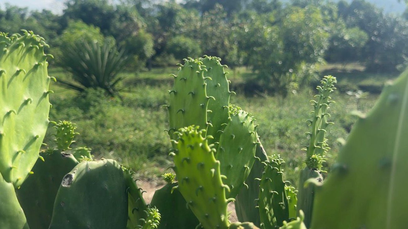 Esperan repunte del precio del nopal en huasteca tamaulipeca
