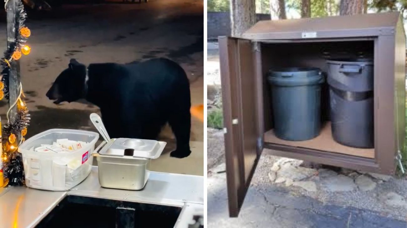 Norma evitará contacto de oso con humanos en Nuevo León