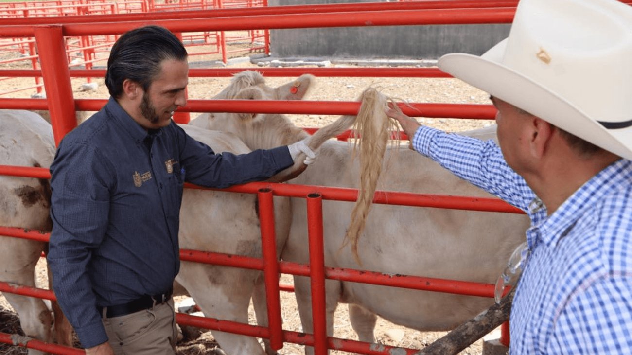 Nuevo León arranca pruebas de tuberculosis a ganado