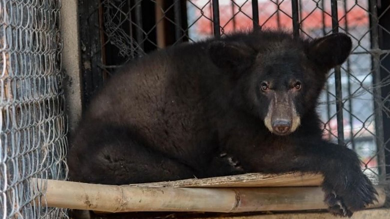 Resguarda Zoológico Tamatán a osezna, un lince y un ocelote