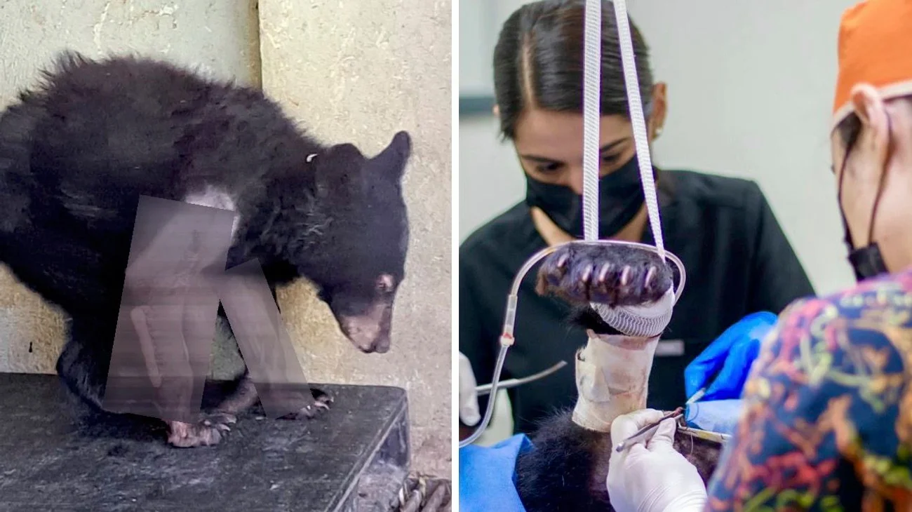 Logran rehabilitación exitosa de oso negro atropellado