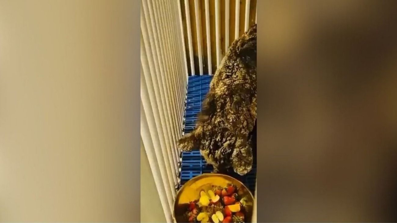 Operan a la osita Mina; se recupera de forma satisfactoria