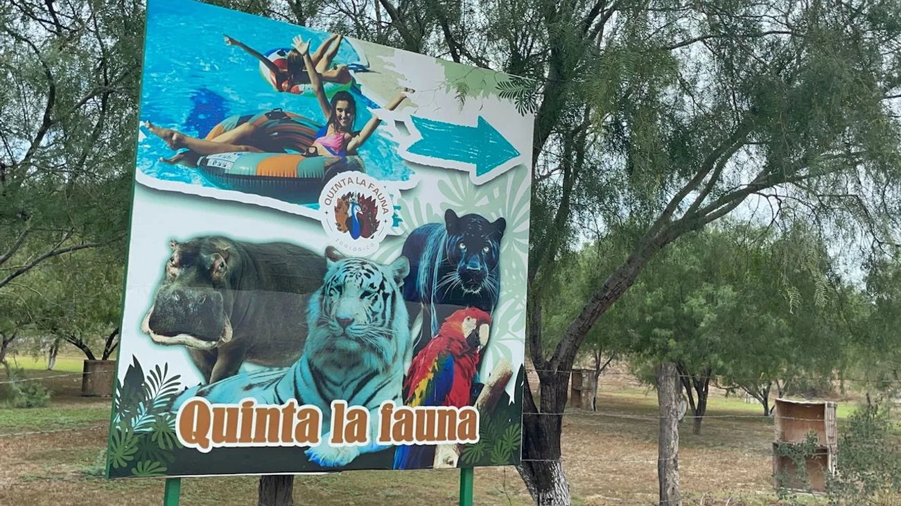 Activan operativo para recapturar tigre en Reynosa