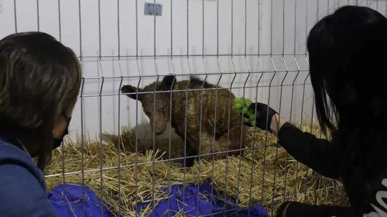 Muestra avances osa Mina tras su rescate del zoológico La Pastora