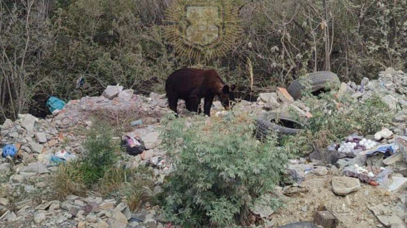 Avistan oso en los límites de Escobedo y El Carmen