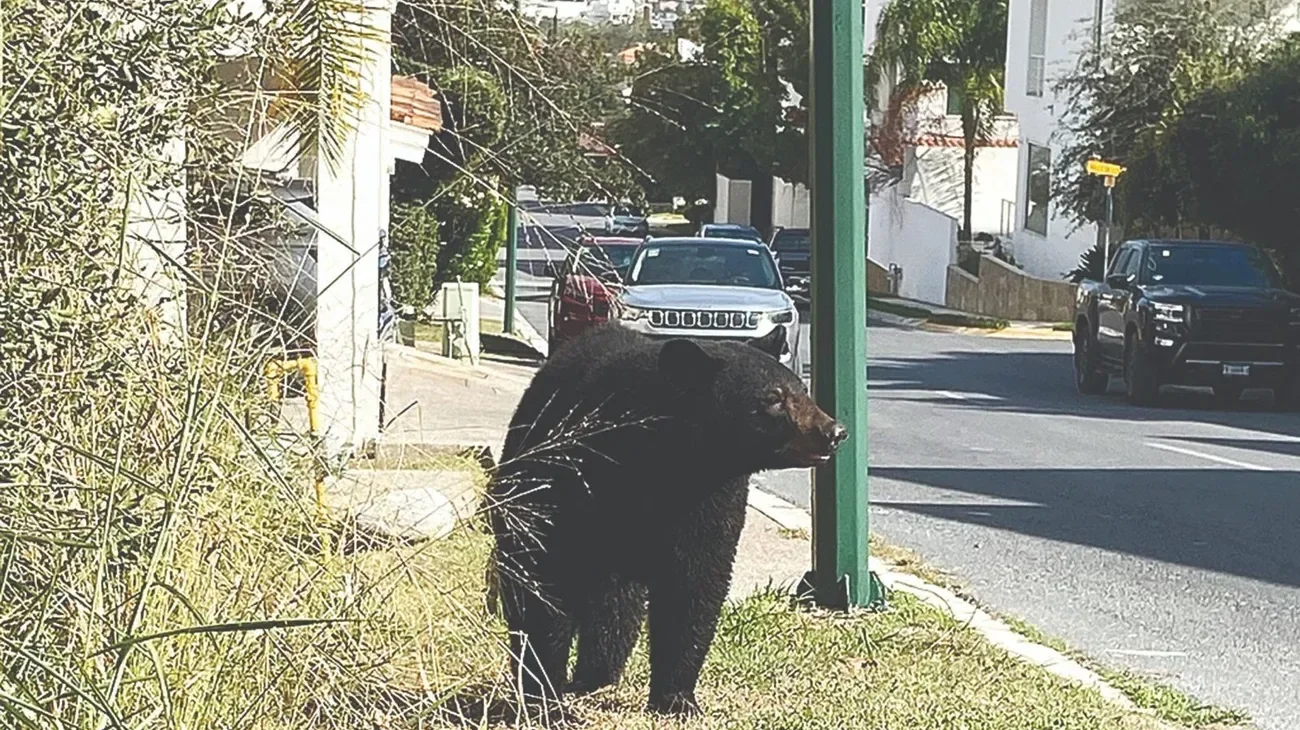 Piden investigar causas de oleada de osos en la ciudad