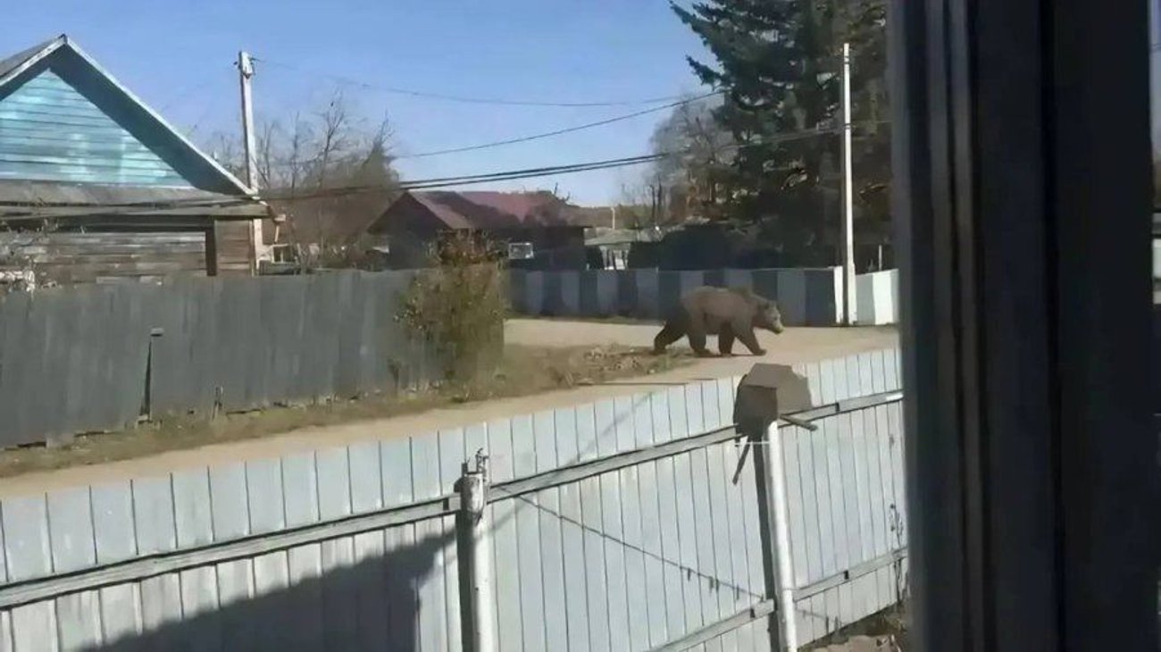 Mujer recibe multa por asustar con foto falsa de un oso con IA