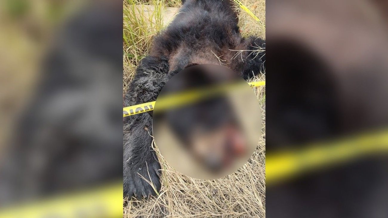 Autoridades localizan a oso atropellado sobre carretera