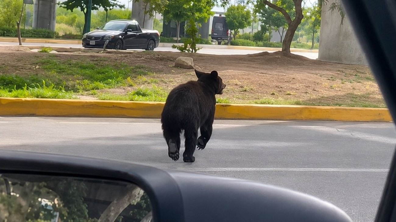 Oso negro sorprende al circular por avenida Morones Prieto