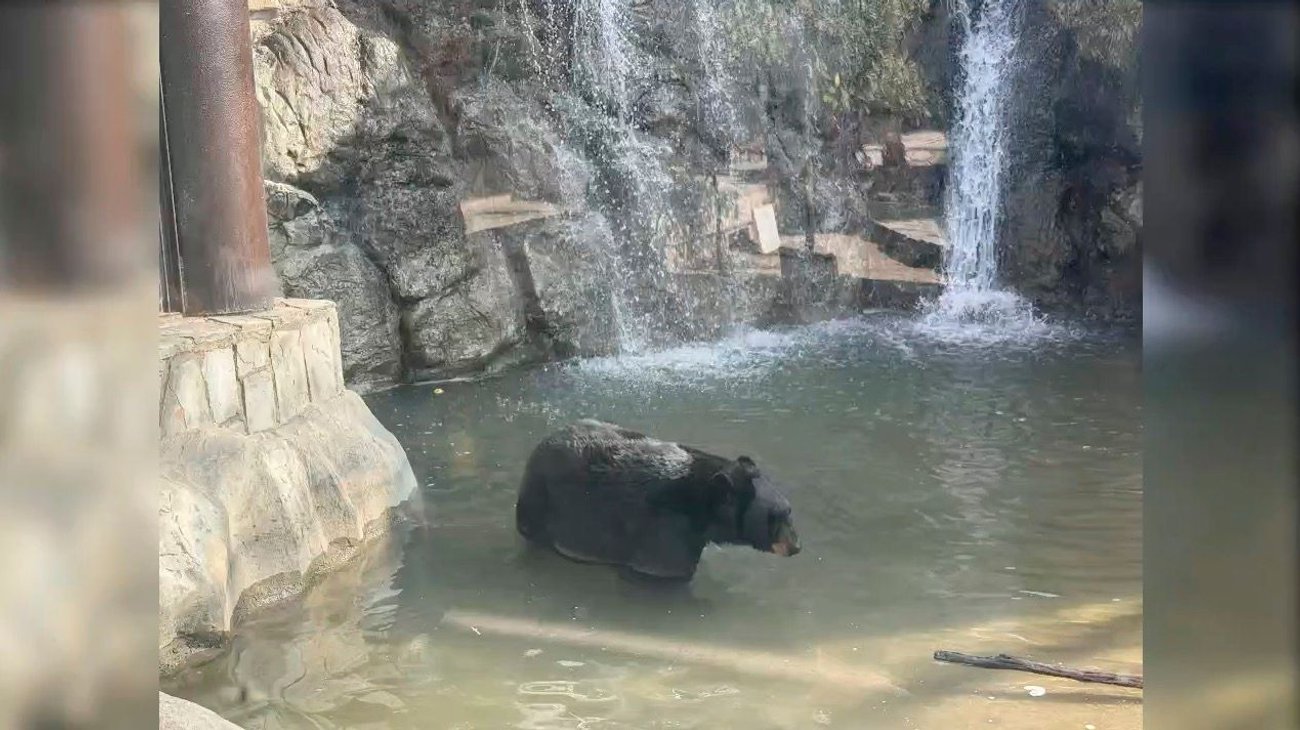 oso_museo_desierto1_51a8dc2843