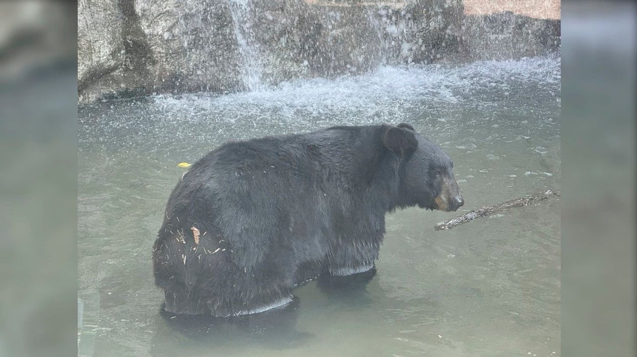Cumplen osos del Museo del Desierto 15 años de su rescate