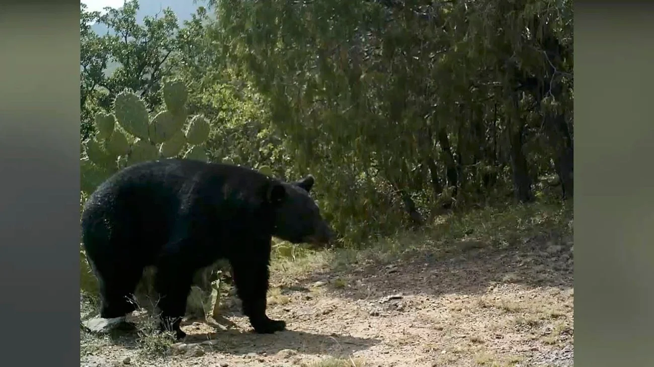 Impulsan campaña de reciclaje para proteger al oso negro