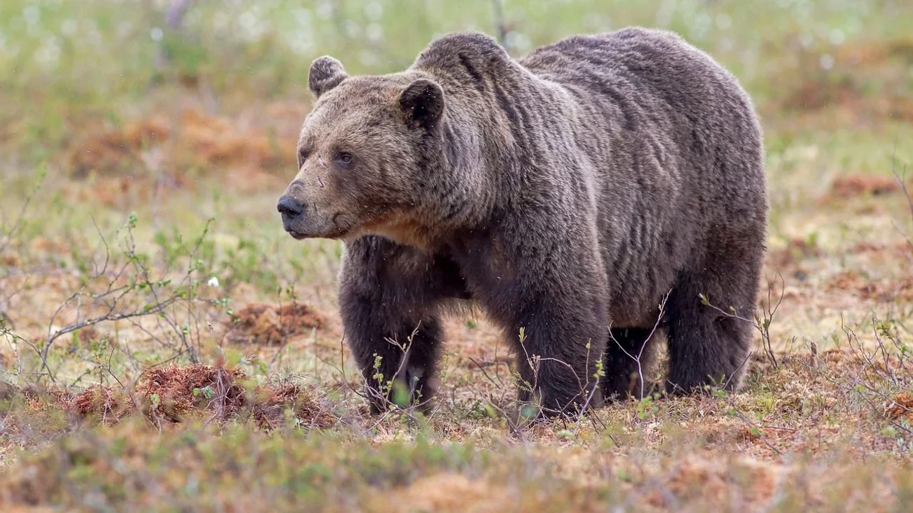 Eslovaquia abatirá 350 osos pardos tras ataque mortal a un hombre