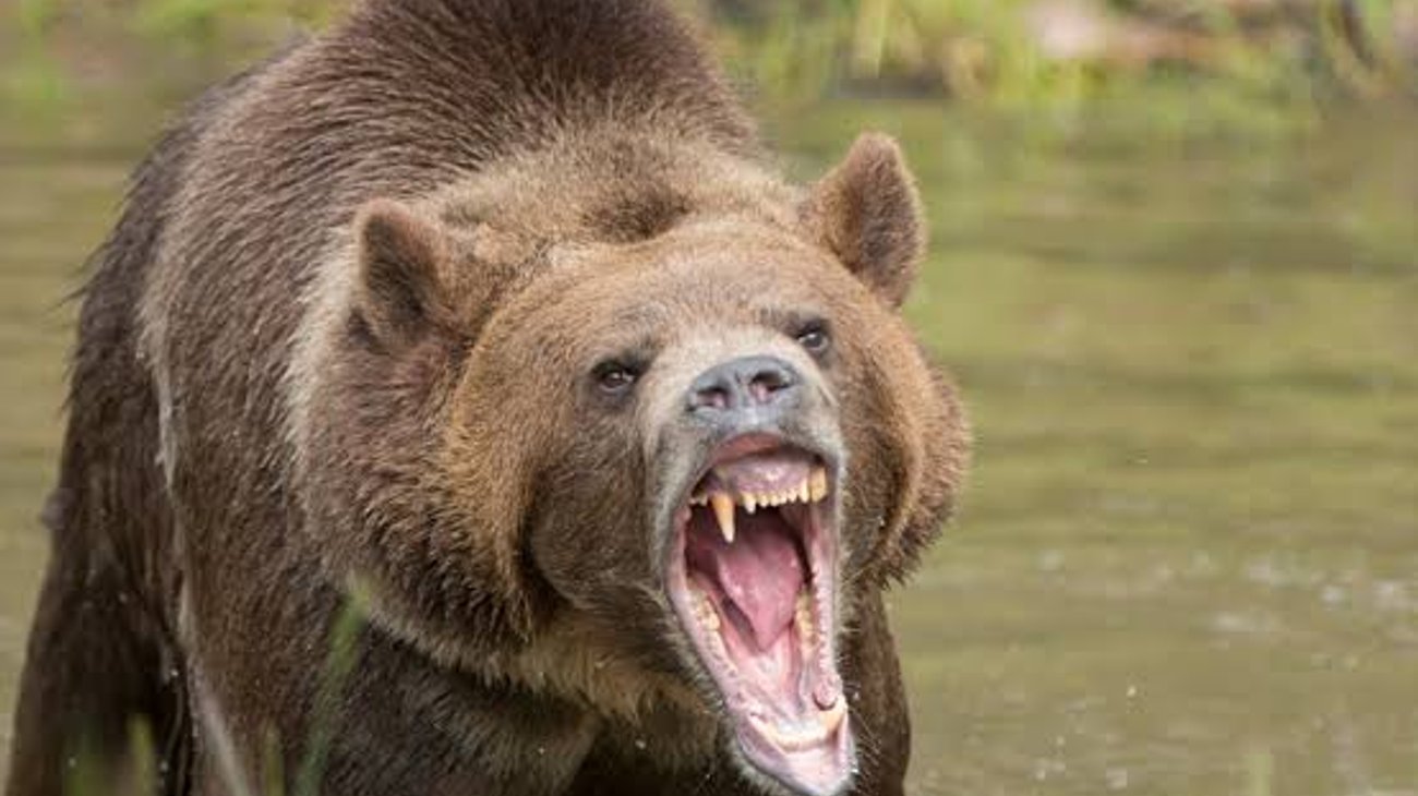 Mujer es atacada por un oso pardo frente a su novio y muere