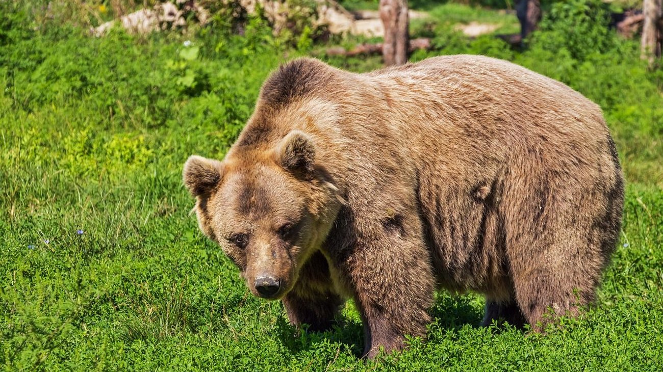 Oso mata a pareja y a su perro en parque nacional de Canadá