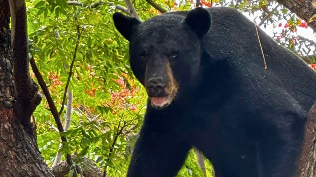 Oso ingresa a patio de vivienda en la colonia Satélite