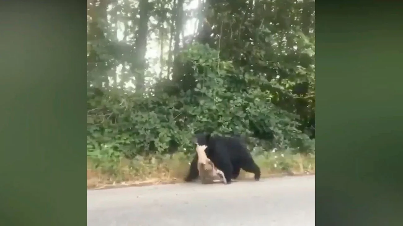 ¿Oso cazó a un venado en la zona de Chipinque?
