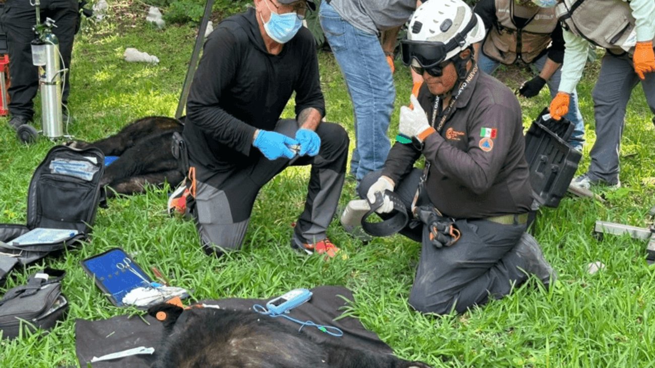 Rescatan a dos osos en jardín de una vivienda en San Pedro