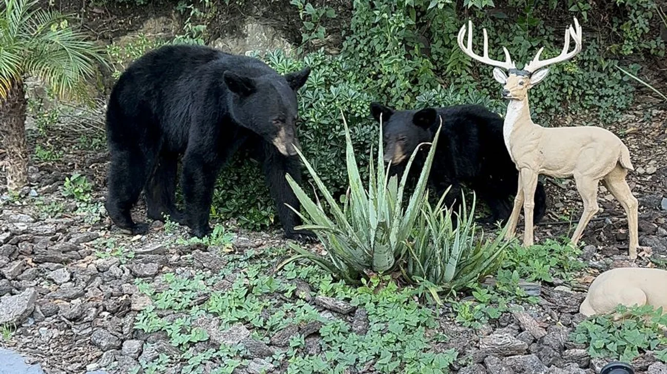 Creará San Pedro cuerpo de guardabosques por osos