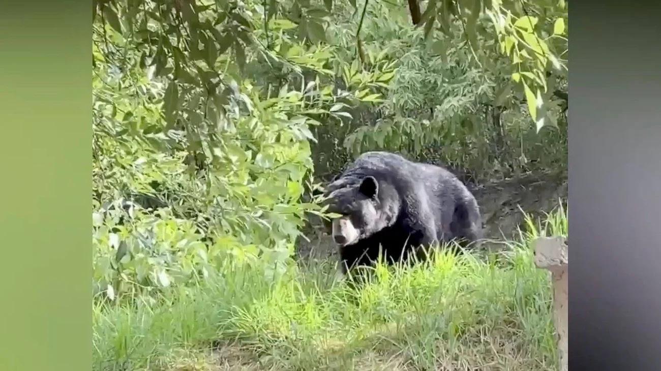 Lideran Monterey y San Pedro avistamientos de osos