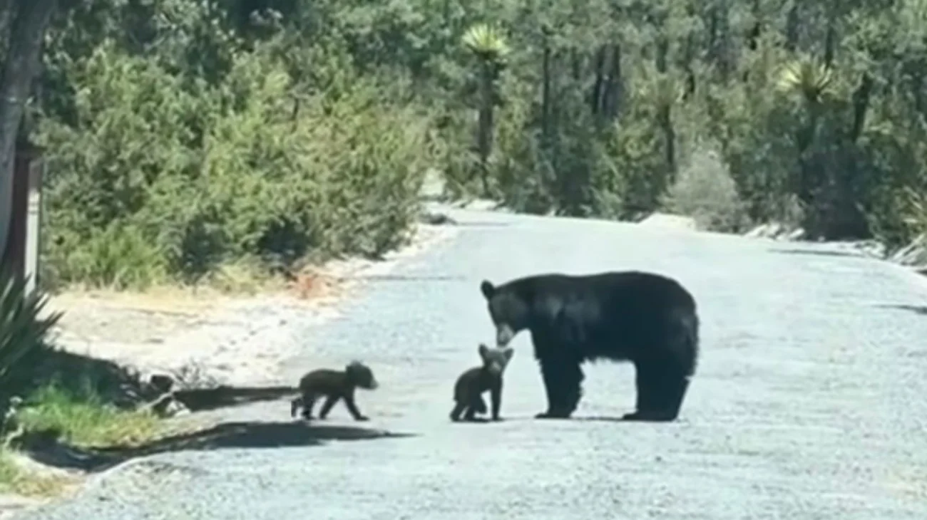 Registra Coahuila reducción de incidentes con osos 