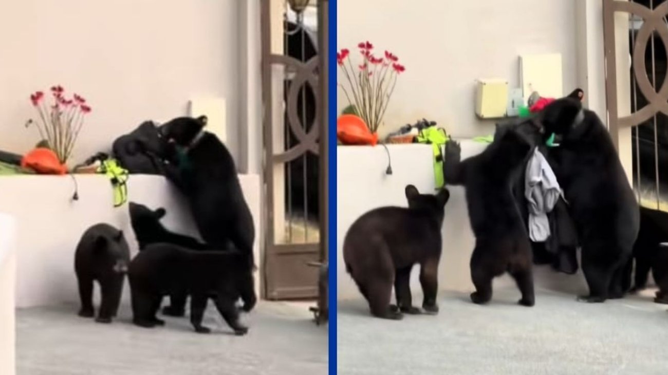 Osos entran a casa de Uriel Antuna y le roban mochila con ropa