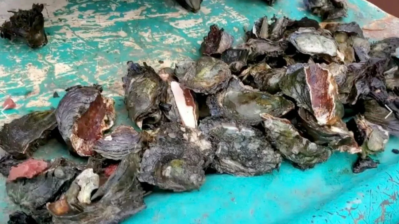 Decomisan 150 kilos de ostión en mal estado en Tamaulipas