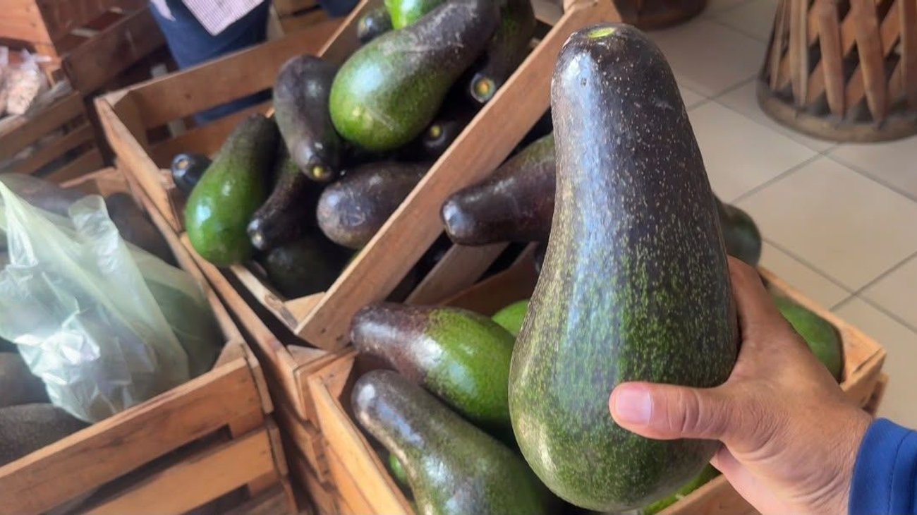 Produce Ocampo paguas gigantes de hasta 1 kilo 800 gramos