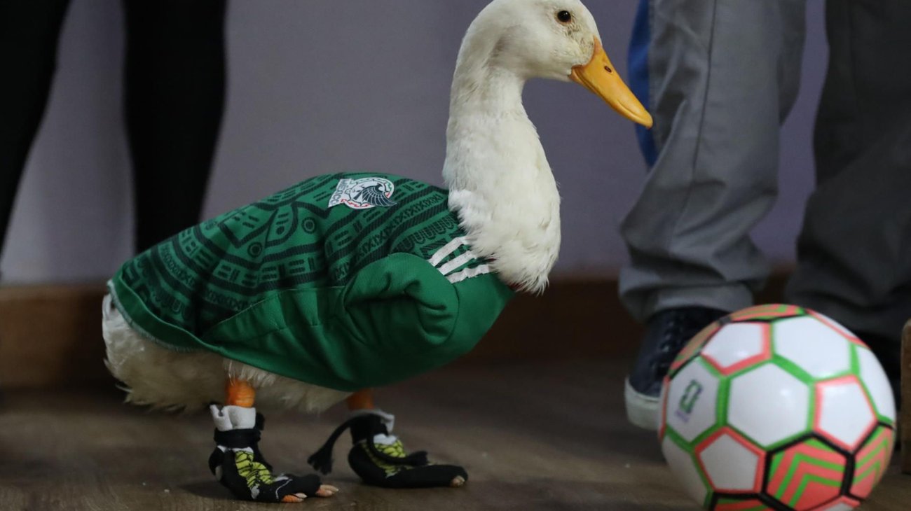Animalistas alertan por la fiebre del pato Merlín en México