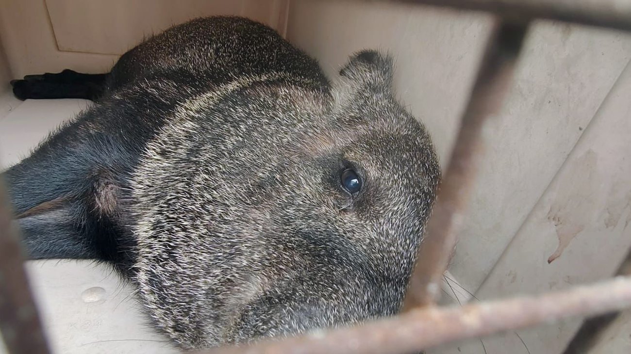 Rescatan a pecarí de collar lesionado en la zona de Cumbres