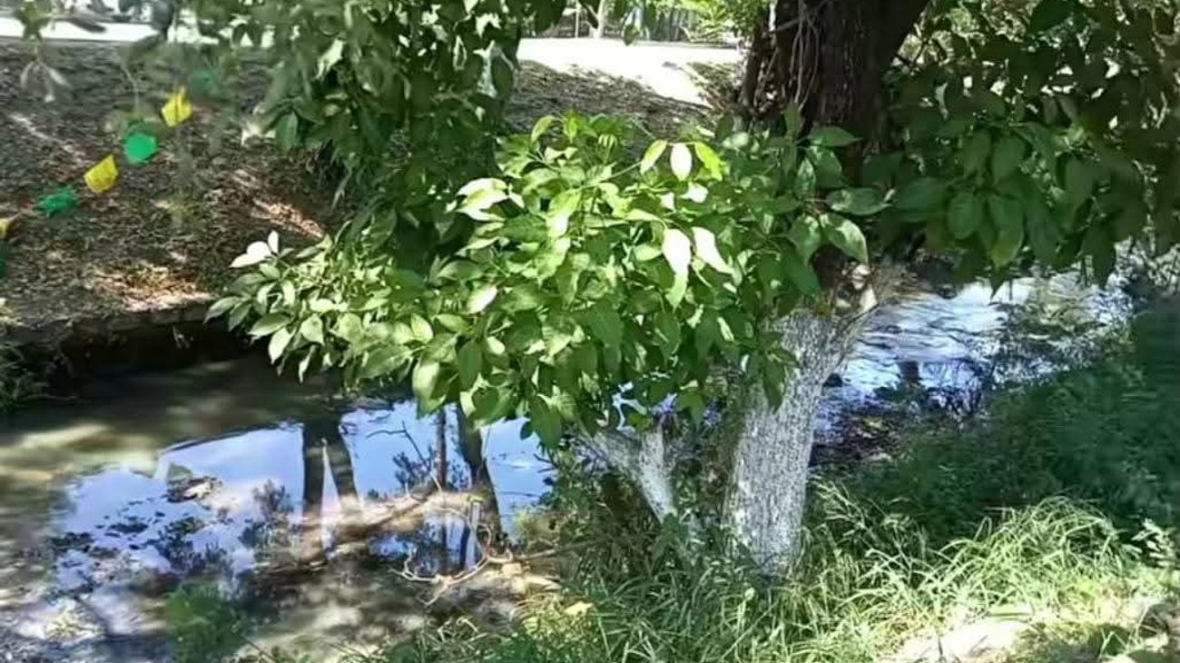 Alarma mortandad de peces en canales de El Mante