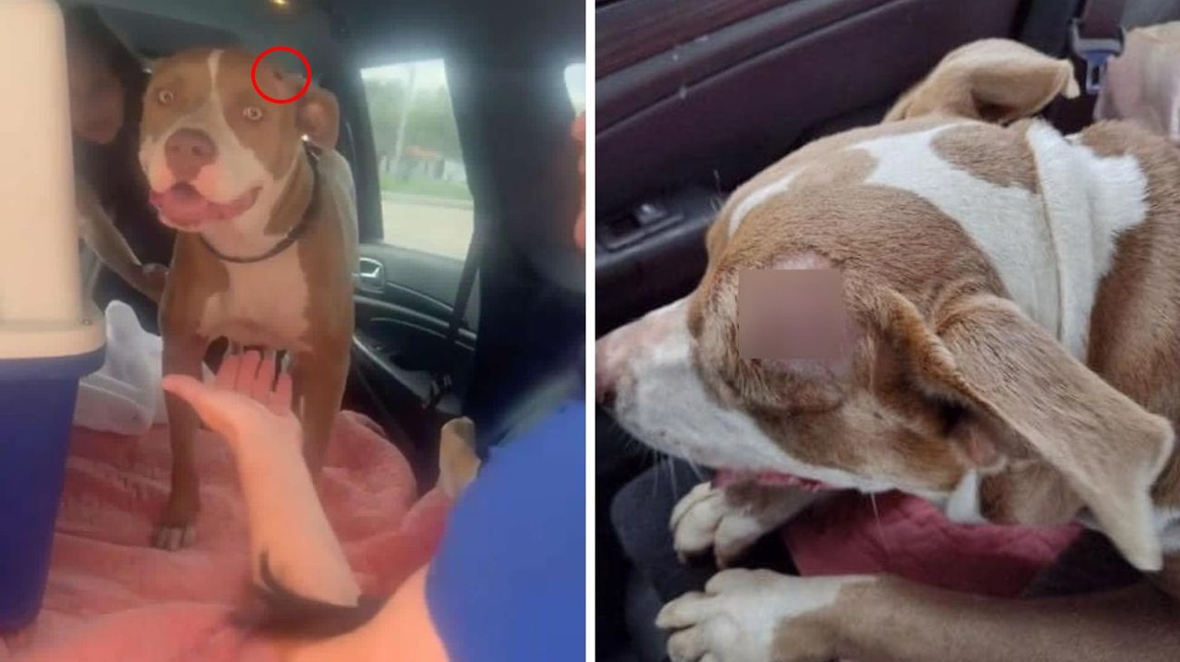 Hallan a perra con balazo en la cabeza vagando por Florida