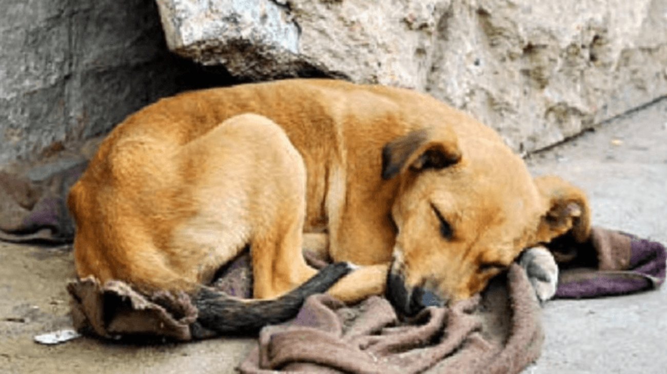 Refuerzan adopción en Día del Animal Sin Hogar en NL