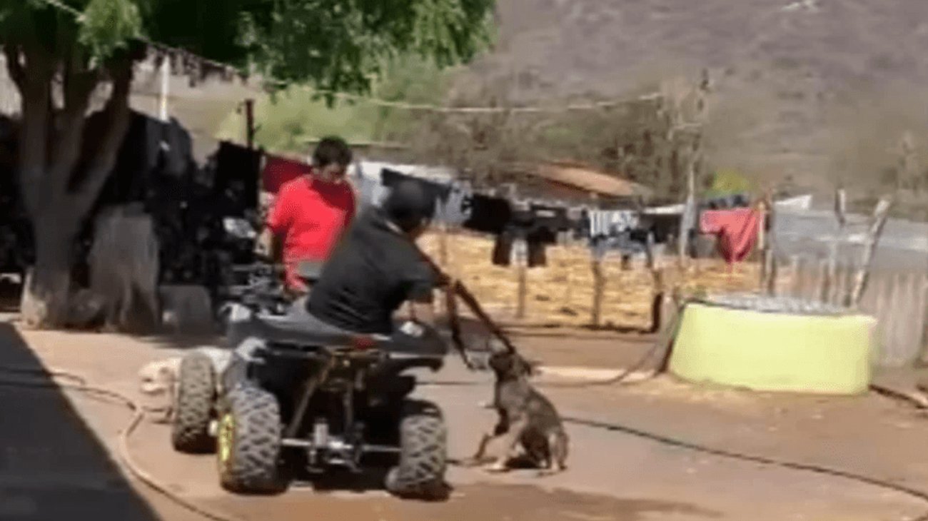 perrito_ejecutado_9e84c8a259