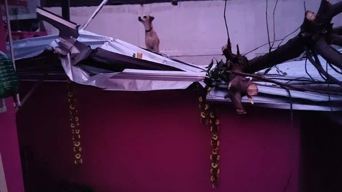 Michis y lomitos: víctimas del huracán 'Otis' en Acapulco