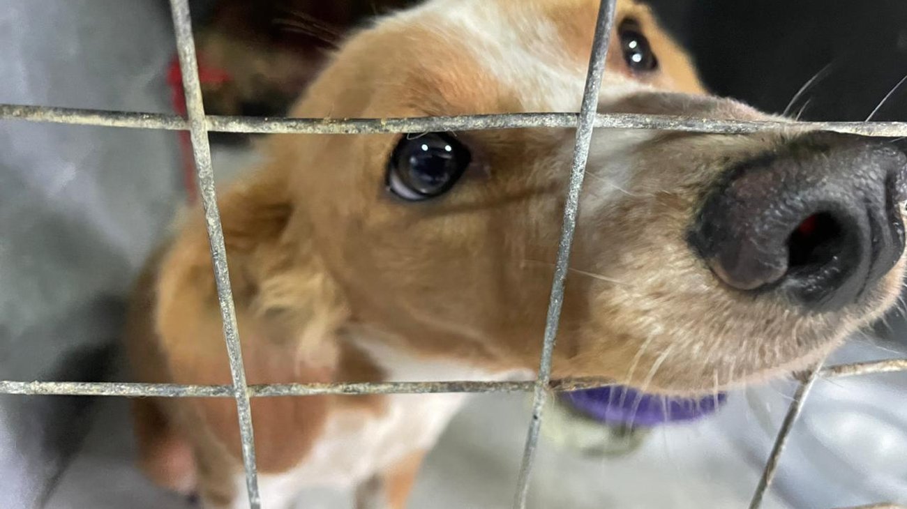 Rescatan a 270 perros sin hogar en Ramos Arizpe