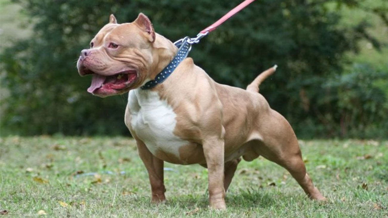 Perro Pitbull ataca a niña de 5 años en Saltillo