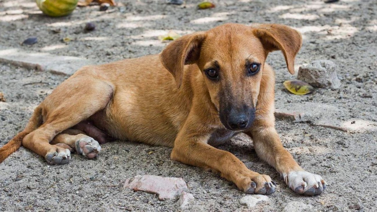 Video: Chofer atropella a perrito en Pesquería; exigen justicia