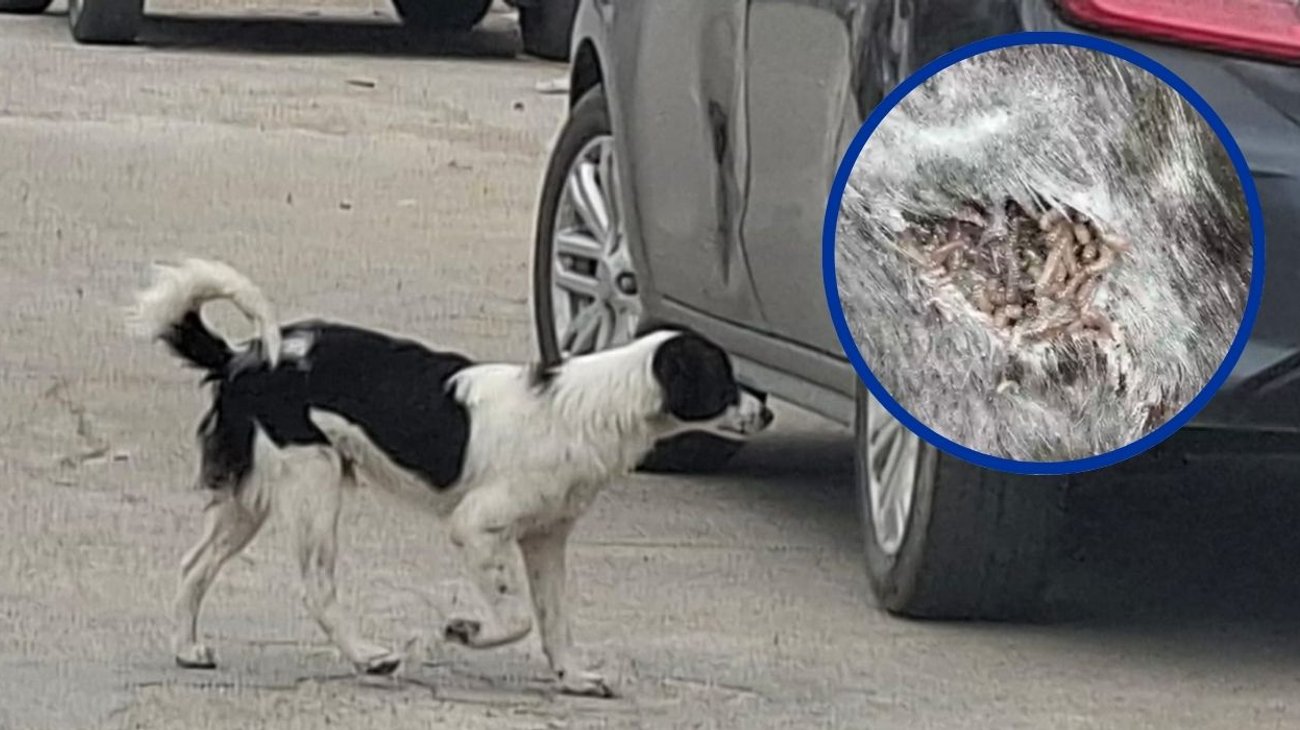 Primer caso de gusano barrenador en mascota de Ciudad Madero