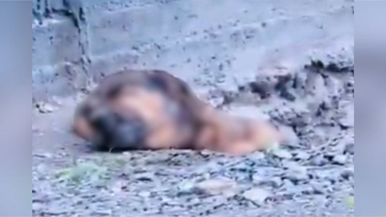 Muere perro rescatado tras ser hallado enterrado vivo en Saltillo